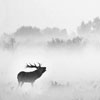 Npk_106 (edelhert in de mist)